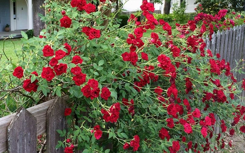 Red Cascade Miniature Climbing Rose - 2.5 Quart Pot 7 Red Cascade Miniature Climbing Rose - 2.5 Quart Pot - Image 7