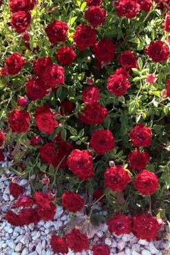 Red Cascade Miniature Climbing Rose - 2.5 Quart Pot 14 Red Cascade Miniature Climbing Rose - 2.5 Quart Pot -Garden Plant Shop rosa red cascade rose 101