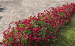 Red Drift Groundcover Rose - 2 Gallon Pot 12 Red Drift Groundcover Rose - 2 Gallon Pot -Garden Plant Shop rosa red drift dwarf rose 100