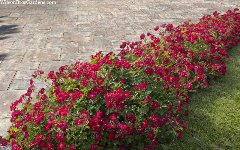 Red Drift Groundcover Rose - 2 Gallon Pot 6 Red Drift Groundcover Rose - 2 Gallon Pot - Image 6