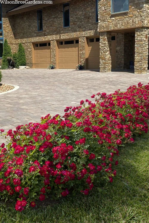 Red Drift Groundcover Rose - 1 Gallon Pot 4 Red Drift Groundcover Rose - 1 Gallon Pot - Image 4