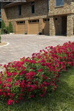 Red Drift Groundcover Rose - 2 Gallon Pot 10 Red Drift Groundcover Rose - 2 Gallon Pot -Garden Plant Shop rosa red drift dwarf rose 101