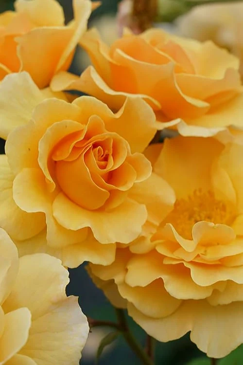 Rise Up Amberness Rose - 2 Gallon Pot 1 Rise Up Amberness Rose - 2 Gallon Pot