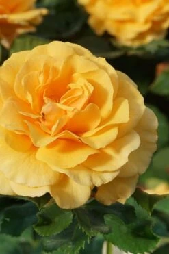Rise Up Amberness Rose - 2 Gallon Pot 9 Rise Up Amberness Rose - 2 Gallon Pot -Garden Plant Shop rosa rise up amberness rose 3