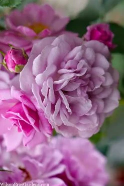 Rise Up 'Lilac Days' Rose - 2 Gallon Pot 10 Rise Up 'Lilac Days' Rose - 2 Gallon Pot -Garden Plant Shop rosa rise up lilac days rose 1