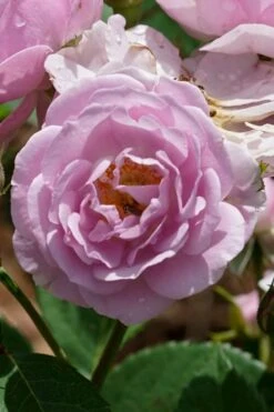 Rise Up 'Lilac Days' Rose - 2 Gallon Pot 11 Rise Up 'Lilac Days' Rose - 2 Gallon Pot -Garden Plant Shop rosa rise up lilac days rose 2