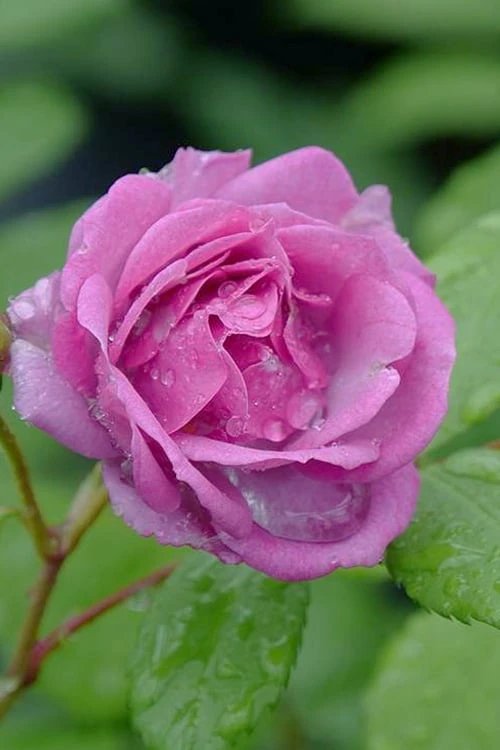 Rise Up 'Lilac Days' Rose - 2 Gallon Pot 6 Rise Up 'Lilac Days' Rose - 2 Gallon Pot - Image 6