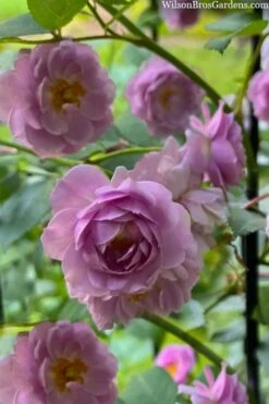 Rise Up 'Lilac Days' Rose - 2 Gallon Pot 13 Rise Up 'Lilac Days' Rose - 2 Gallon Pot -Garden Plant Shop rosa rise up lilac days rose 5