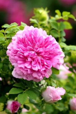 Chinquapin Chestnut Rose (Rosa Roxburghii) - 3 Gallon Pot -Garden Plant Shop rosa roxburghii chiquapin chestnut rose 13