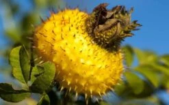 Chinquapin Chestnut Rose (Rosa Roxburghii) - 3 Gallon Pot -Garden Plant Shop rosa roxburghii chiquapin chestnut rose 16