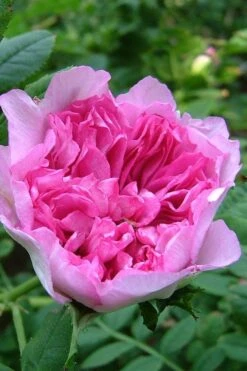 Chinquapin Chestnut Rose (Rosa Roxburghii) - 3 Gallon Pot -Garden Plant Shop rosa roxburghii chiquapin chestnut rose 17