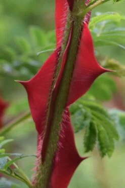 Winged Blood Thorn Rose (Rosa Sericea Var. Pteracantha) - 5 Gallon Pot -Garden Plant Shop rosa sericea var pteracantha winged blood thorn rose 1