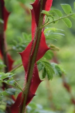 Winged Blood Thorn Rose (Rosa Sericea Var. Pteracantha) - 5 Gallon Pot -Garden Plant Shop rosa sericea var pteracantha winged blood thorn rose 2