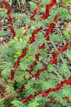 Winged Blood Thorn Rose (Rosa Sericea Var. Pteracantha) - 5 Gallon Pot -Garden Plant Shop rosa sericea var pteracantha winged blood thorn rose 3