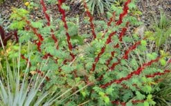 Winged Blood Thorn Rose (Rosa Sericea Var. Pteracantha) - 5 Gallon Pot -Garden Plant Shop rosa sericea var pteracantha winged blood thorn rose 5