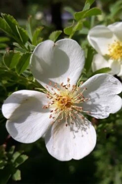 Winged Blood Thorn Rose (Rosa Sericea Var. Pteracantha) - 5 Gallon Pot -Garden Plant Shop rosa sericea var pteracantha winged blood thorn rose 7