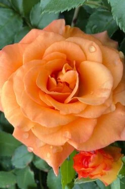 Sunorita Rose - 2 Gallon Pot -Garden Plant Shop rosa sunorita rose 3