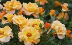Sunorita Rose - 2 Gallon Pot -Garden Plant Shop rosa sunorita rose 5