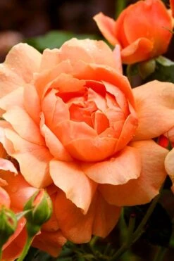 At Last Rose - 3 Gallon Pot 10 At Last Rose - 3 Gallon Pot -Garden Plant Shop rose at last 3 1