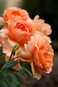 At Last Rose - 3 Gallon Pot 13 At Last Rose - 3 Gallon Pot -Garden Plant Shop rose at last 4 1