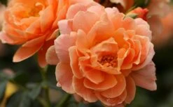 At Last Rose - 3 Gallon Pot 11 At Last Rose - 3 Gallon Pot -Garden Plant Shop rose at last 5 1