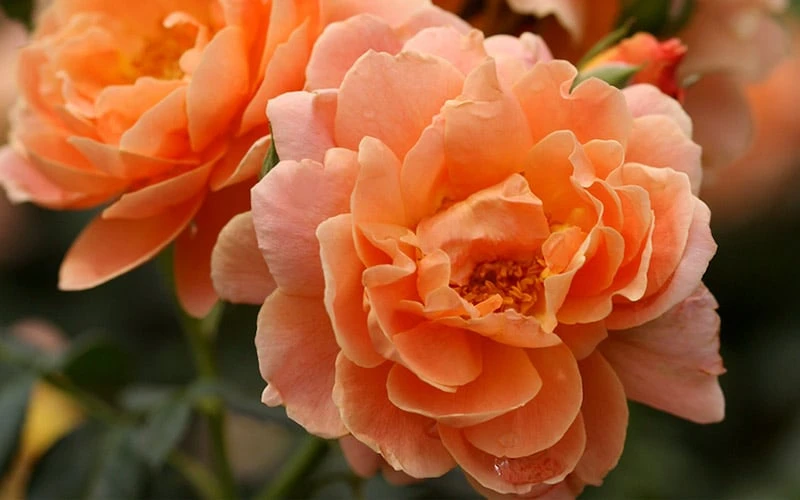 At Last Rose - 3 Gallon Pot 5 At Last Rose - 3 Gallon Pot - Image 5