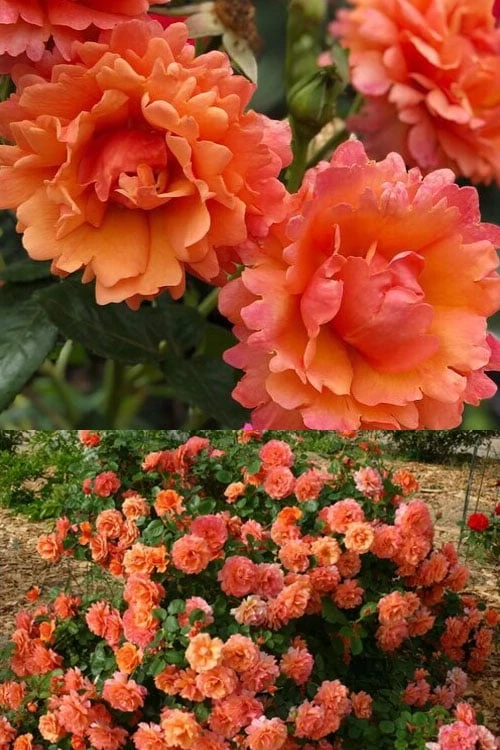 Easy Does It Rose - 3 Gallon Pot 4 Easy Does It Rose - 3 Gallon Pot - Image 4