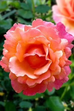 Easy Does It Rose - 3 Gallon Pot 13 Easy Does It Rose - 3 Gallon Pot -Garden Plant Shop rose easy does it 22