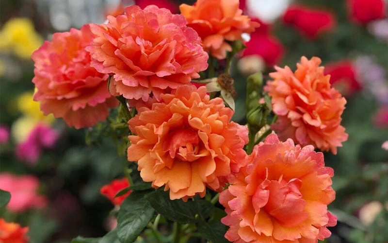 Easy Does It Rose - 3 Gallon Pot 5 Easy Does It Rose - 3 Gallon Pot - Image 5