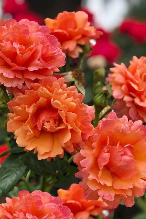 Easy Does It Rose - 3 Gallon Pot 1 Easy Does It Rose - 3 Gallon Pot