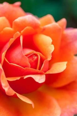 Easy Does It Rose - 3 Gallon Pot 12 Easy Does It Rose - 3 Gallon Pot -Garden Plant Shop rose easy does it 3 500x750 1