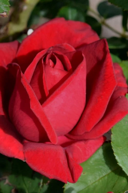 Easy Elegance Kashmir Rose - 7 Gallon Pot 6 Easy Elegance Kashmir Rose - 7 Gallon Pot - Image 6