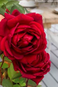 Easy Elegance Kashmir Rose - 3 Gallon Pot 10 Easy Elegance Kashmir Rose - 3 Gallon Pot -Garden Plant Shop rose easy elegance kasmhir 2