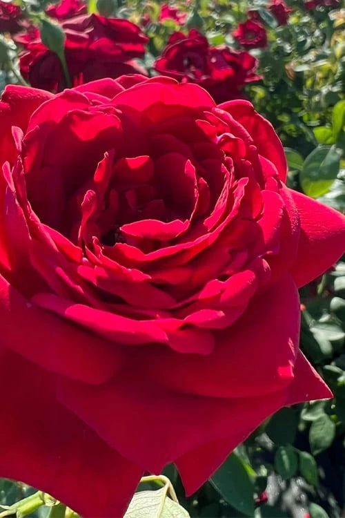 Easy Elegance Kashmir Rose - 7 Gallon Pot 4 Easy Elegance Kashmir Rose - 7 Gallon Pot - Image 4