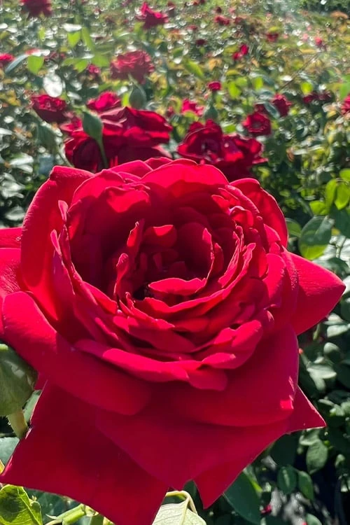 Easy Elegance Kashmir Rose - 7 Gallon Pot 1 Easy Elegance Kashmir Rose - 7 Gallon Pot