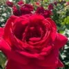 Easy Elegance Kashmir Rose - 3 Gallon Pot