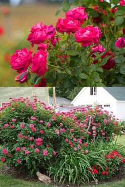 Easy Elegance My Girl Rose - 3 Gallon Pot 7 Easy Elegance My Girl Rose - 3 Gallon Pot -Garden Plant Shop rose easy elegance my girl 2g