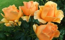 Easy Going Rose - 3 Gallon Pot -Garden Plant Shop rose easy going 2 800x500 1