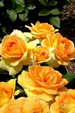 Easy Going Rose - 3 Gallon Pot -Garden Plant Shop rose easy going 20