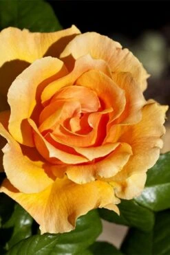 Easy Going Rose - 3 Gallon Pot -Garden Plant Shop rose easy going 21