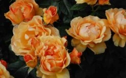 Easy Going Rose - 3 Gallon Pot -Garden Plant Shop rose easy going 22