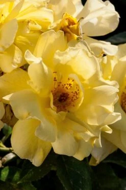 Lemon Drift Groundcover Rose - 2 Gallon Pot -Garden Plant Shop rose lemon drift 1 1