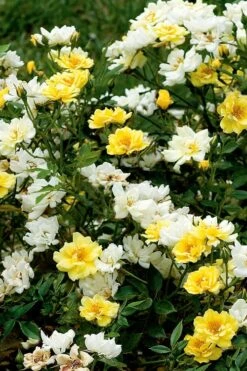 Lemon Drift Groundcover Rose - 3 Gallon Pot -Garden Plant Shop rose lemon drift 5