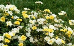 Lemon Drift Groundcover Rose - 3 Gallon Pot -Garden Plant Shop rose lemon drift 6