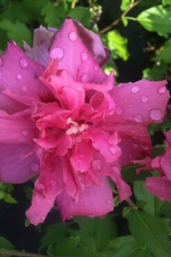 Lucy Rose Of Sharon (Althea) - Hibiscus Syriacus - 3 Gallon Pot -Garden Plant Shop rose of sharon lucy 5