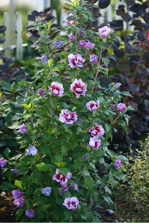 Purple Pillar Rose Of Sharon - 1 Gallon Pot 5 Purple Pillar Rose Of Sharon - 1 Gallon Pot - Image 5