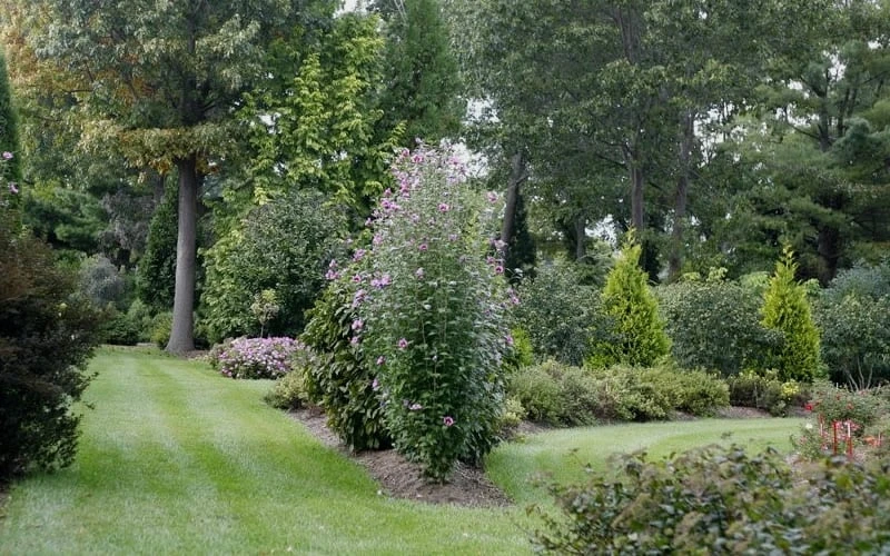 Purple Pillar Rose Of Sharon - 1 Gallon Pot 4 Purple Pillar Rose Of Sharon - 1 Gallon Pot - Image 4