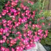 Pink Drift Groundcover Rose - 1 Gallon Pot