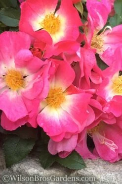 Pink Drift Groundcover Rose - 1 Gallon Pot -Garden Plant Shop rose pink drift 11