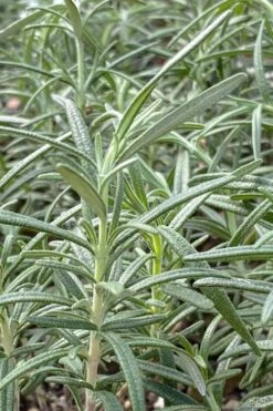 Gorizia Barbecue Skewers Rosemary - 1 Gallon Pot -Garden Plant Shop rosmarinus officinalis gorizia rosemary 6